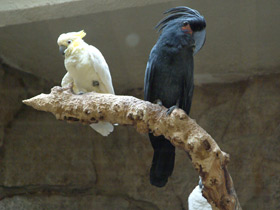 Пальмовый какаду