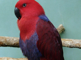 Благородный зелёно-красный попугай