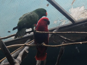 Смотреть фото Благородный зелёно-красный попугай Фото Благородный зелёно-красный попугай