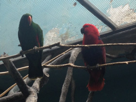 Смотреть фото Благородный зелёно-красный попугай Фото Благородный зелёно-красный попугай