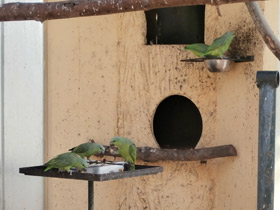 Фото Короткохвостый попугай