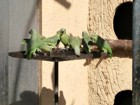 Фото Короткохвостый попугай