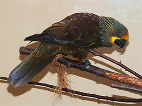 Фото Бурый блестящий лори