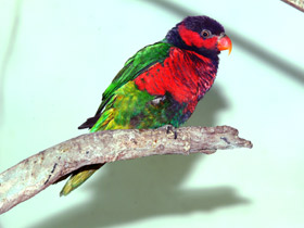 Фото Дамский широкохвостый лори