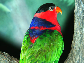 Фото Дамский широкохвостый лори