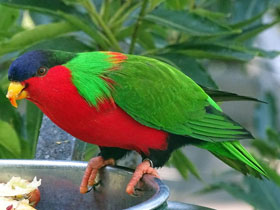 Фото Лори-отшельник