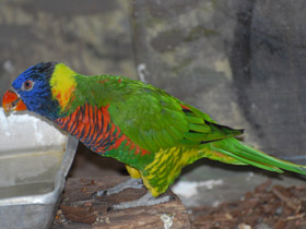 Фото Многоцветный лорикет