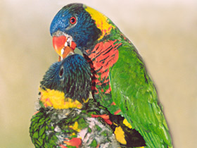 Многоцветный лорикет