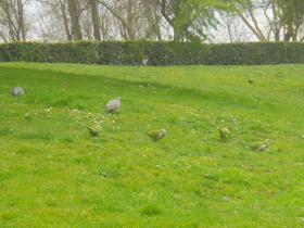 Фото Калита