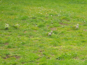 Фото Калита