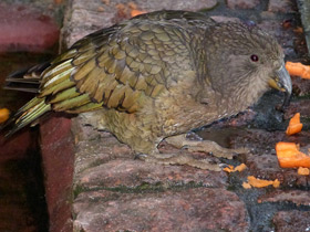 Смотреть фото Кеа: самый хищный попугай Фото Кеа: самый хищный попугай