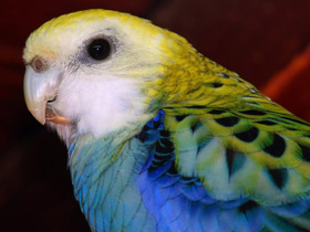 Фото Бледноголовая розелла