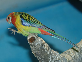 Фото Обыкновенная розелла