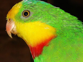 Конголезский длиннокрылый попугай