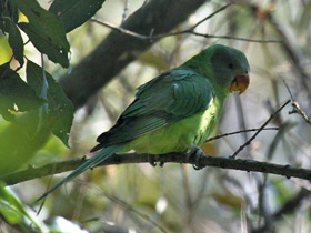 Фото Гималайский кольчатый попугай