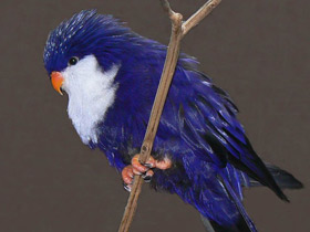 Фото Синий лори-отшельник