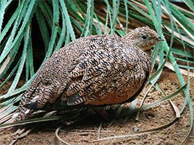 Фото Чернобрюхий рябок