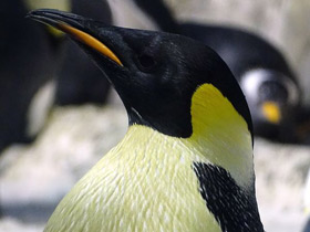 Фото Императорский пингвин