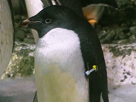 Пингвин Адели