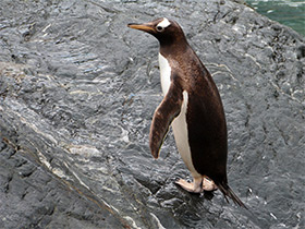 Фото Папуанский пингвин