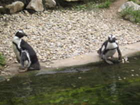 Фото Очковый пингвин