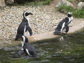 Фото Очковый пингвин