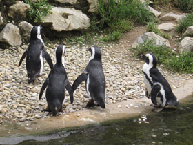 Фото Очковый пингвин
