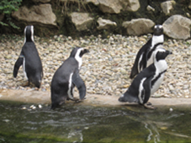 Очковый пингвин