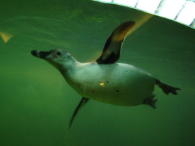 Фото Пингвин Гумбольдта