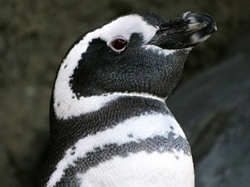 Фото Магелланов пингвин