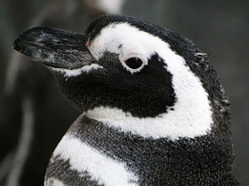 Магелланов пингвин