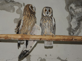 Фото Болотная сова