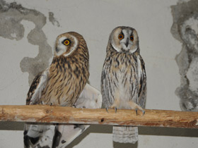 Фото Болотная сова