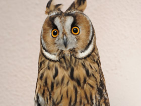 Смотреть фото Ушастая сова Фото Ушастая сова