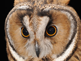 Ушастая сова