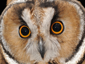 Ушастая сова