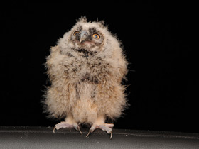 Ушастая сова