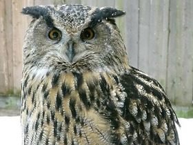 Фото Обыкновенный филин