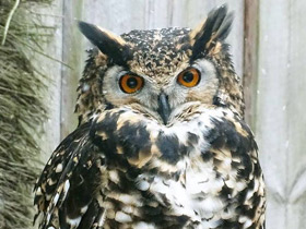 Фото Капский филин