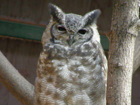 Фото Серый филин