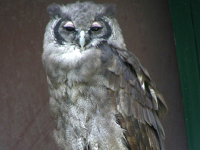 Фото Бледный филин