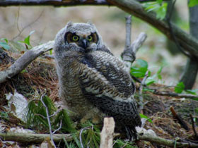 Фото Виргинский филин