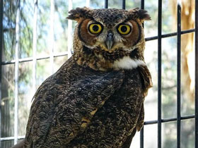 Фото Виргинский филин