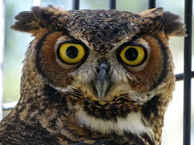 Фото Виргинский филин