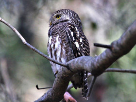 Фото Кукушковый воробьиный сыч