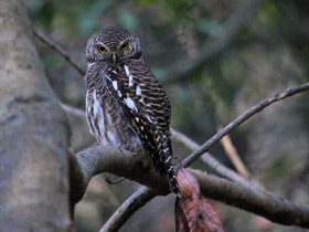 Фото Кукушковый воробьиный сыч
