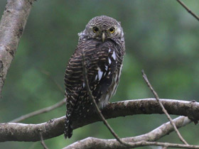 Фото Кукушковый воробьиный сыч