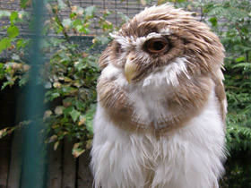 Смотреть фото Очковая неотропическая сова Фото Очковая неотропическая сова