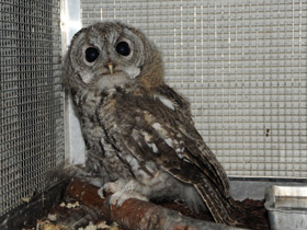 Смотреть фото Серая неясыть Фото Серая неясыть