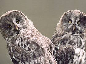 Бородатая неясыть